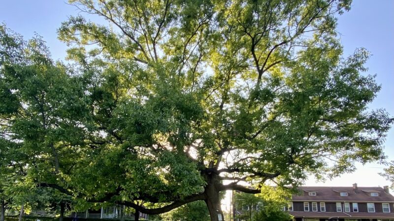 Westinghouse Park - Pittsburgh, PA