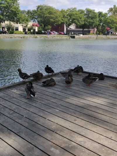 Carpenter Park at the Port of Pittsford - Pittsford, NY