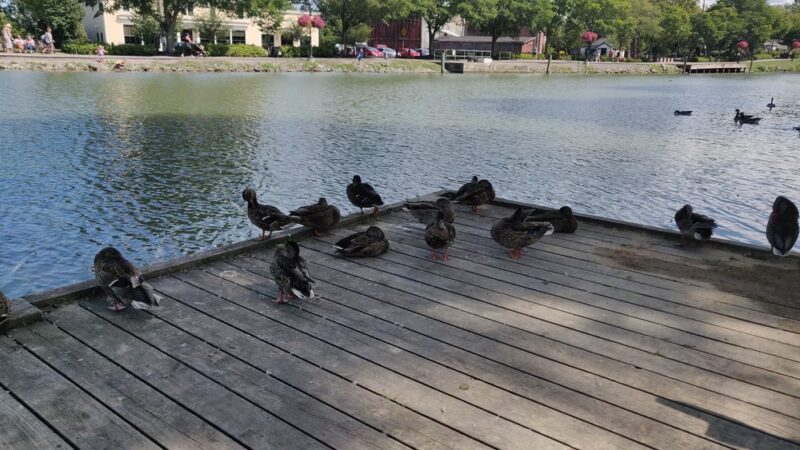 Carpenter Park at the Port of Pittsford - Pittsford, NY
