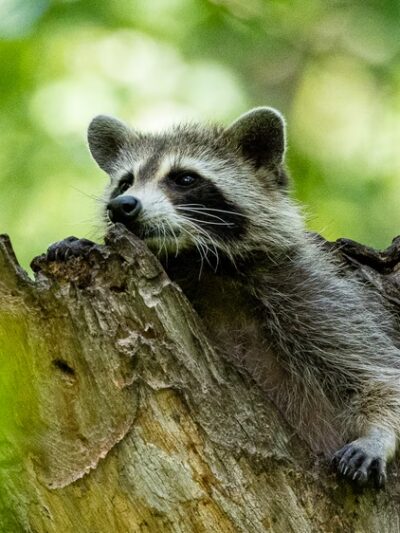 Tyler Pavilion - Pittsford, NY