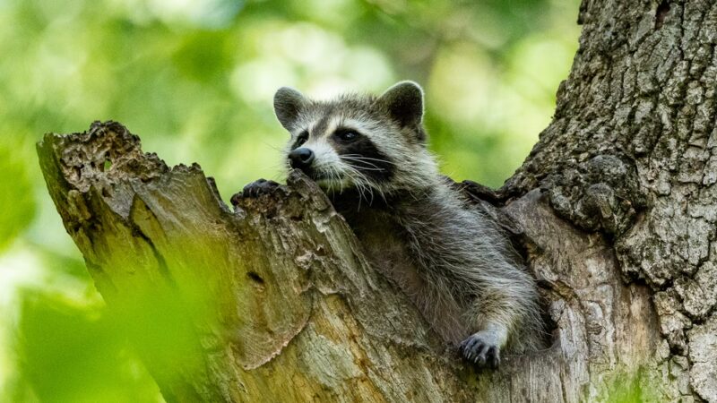 Tyler Pavilion - Pittsford, NY