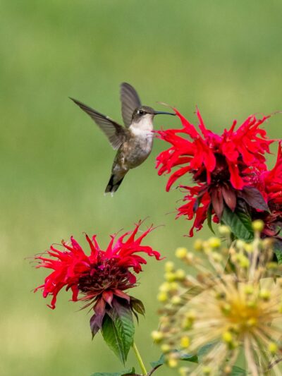 Tyler Pavilion - Pittsford, NY