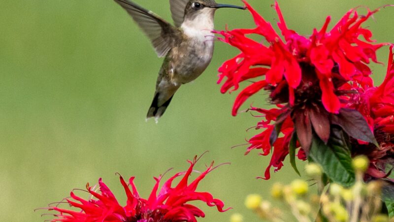 Tyler Pavilion - Pittsford, NY