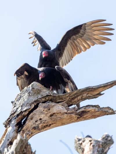 Tyler Pavilion - Pittsford, NY