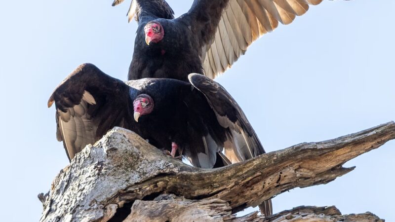 Tyler Pavilion - Pittsford, NY