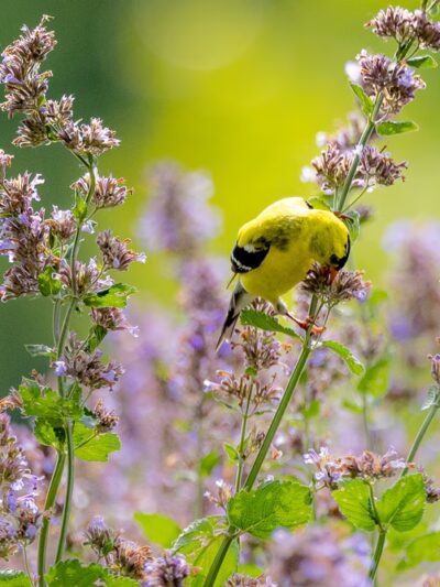 Tyler Pavilion - Pittsford, NY