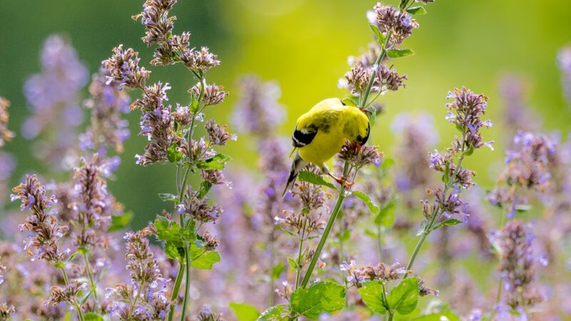 Tyler Pavilion - Pittsford, NY