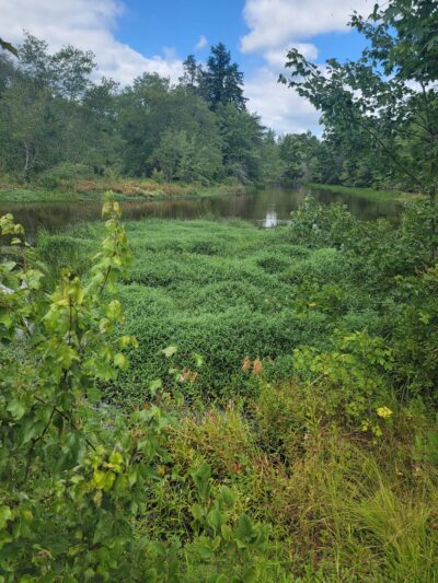 Park - Pittsgrove, NJ