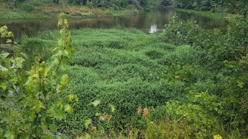 Park - Pittsgrove, NJ