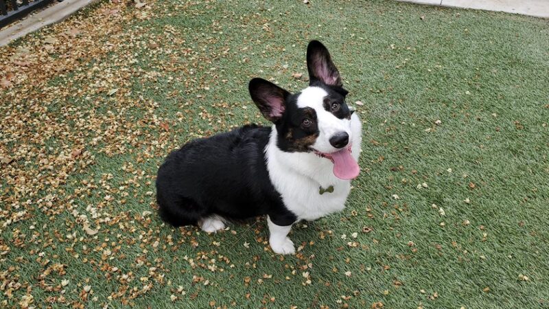 310 Jefferson Apartments Dog Park - Placentia, CA