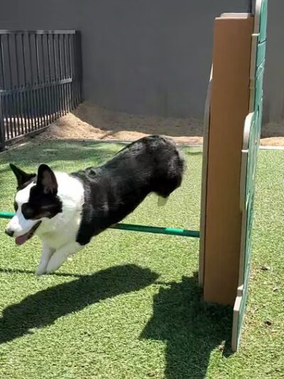 310 Jefferson Apartments Dog Park - Placentia, CA