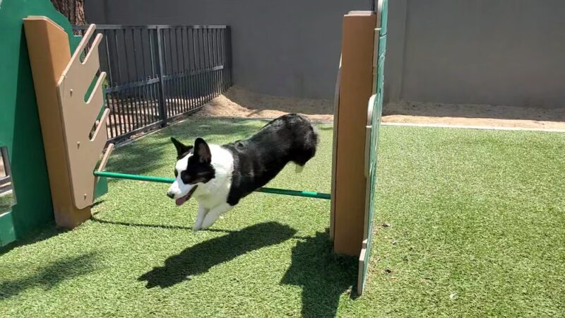 310 Jefferson Apartments Dog Park - Placentia, CA