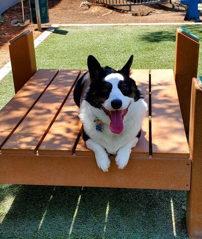 310 Jefferson Apartments Dog Park - Placentia, CA