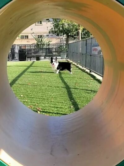 310 Jefferson Apartments Dog Park - Placentia, CA