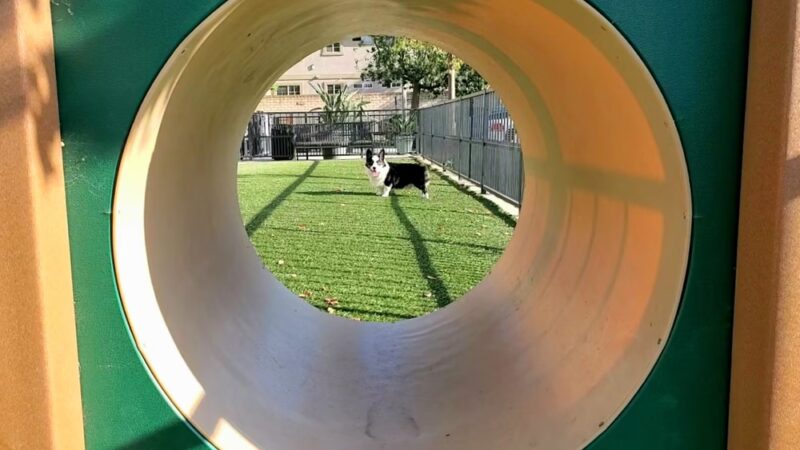 310 Jefferson Apartments Dog Park - Placentia, CA