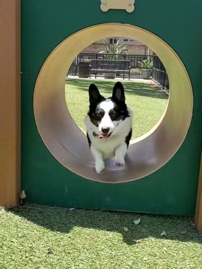 310 Jefferson Apartments Dog Park - Placentia, CA