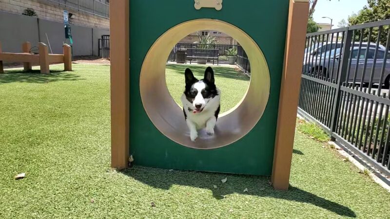 310 Jefferson Apartments Dog Park - Placentia, CA