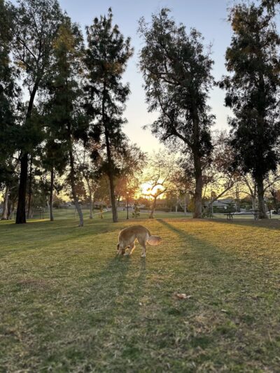 Parque De Los Vaqueros - Placentia, CA