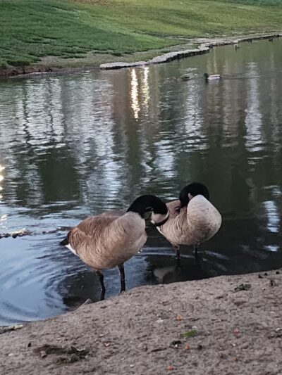 Tri-City Park - Placentia, CA