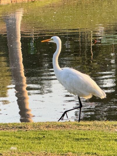 Tri-City Park - Placentia, CA