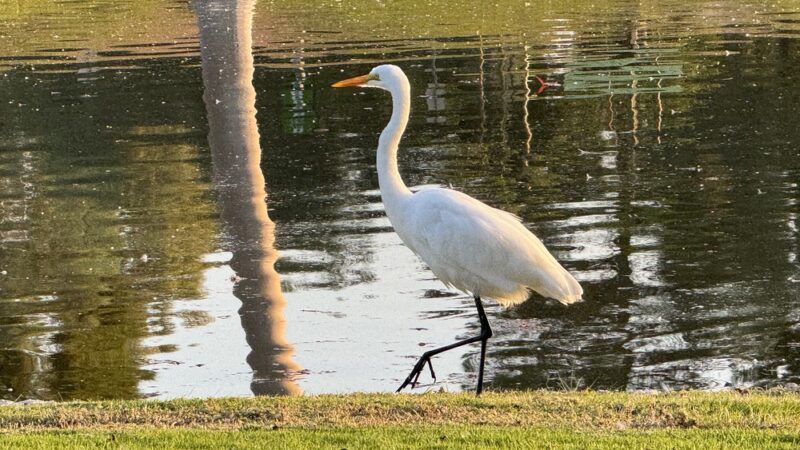 Tri-City Park - Placentia, CA