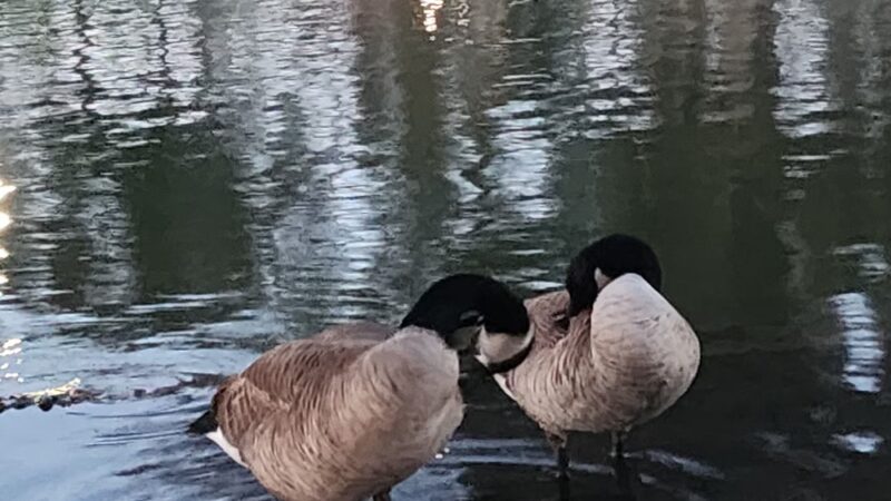 Tri-City Park - Placentia, CA