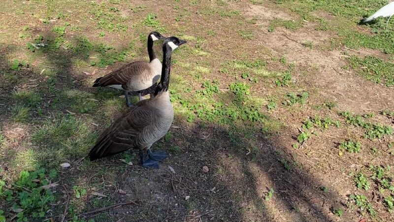 Tri-City Park - Placentia, CA