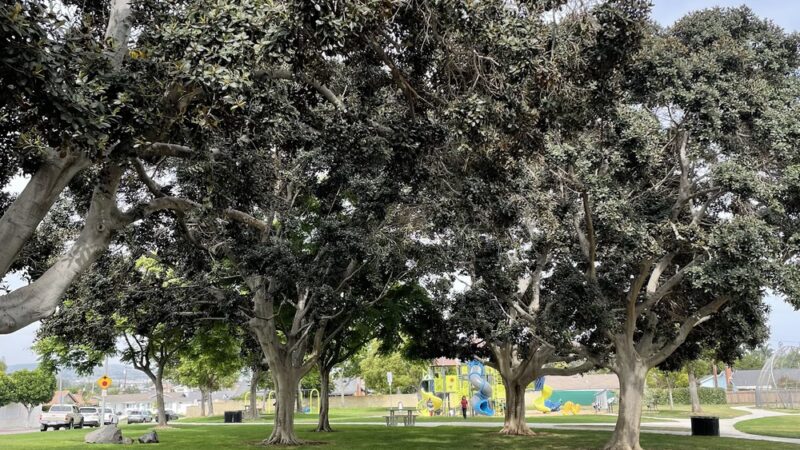 Wagner Park - Placentia, CA
