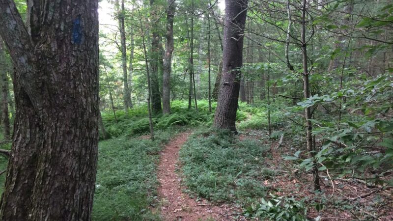 Quinebaug River Wildlife Management Area - Plainfield, CT