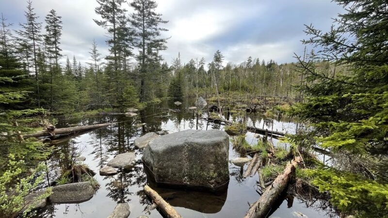 Lr Jones State Forest - Plainfield, VT