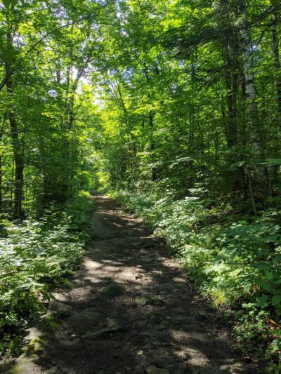Lr Jones State Forest - Plainfield, VT
