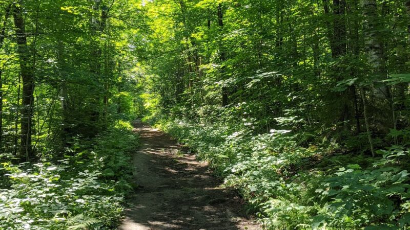 Lr Jones State Forest - Plainfield, VT