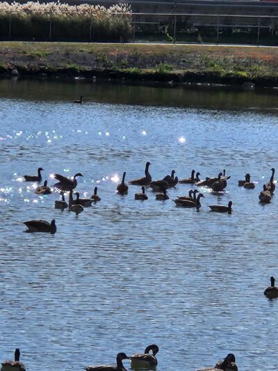 Foli Park - Plano, IL