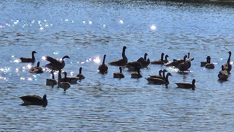 Foli Park - Plano, IL