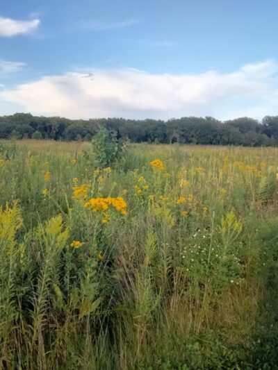 Jay Woods Forest Preserve - Plano, IL