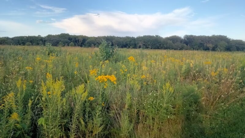 Jay Woods Forest Preserve - Plano, IL
