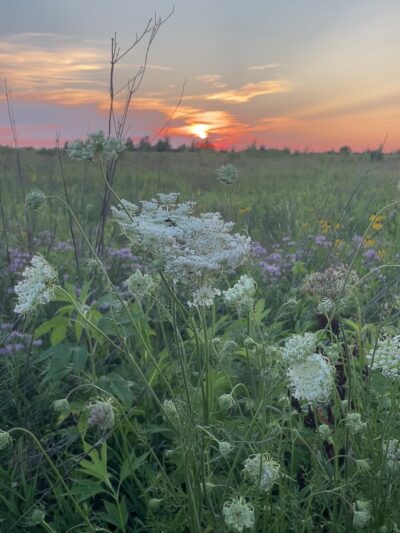 Jay Woods Forest Preserve - Plano, IL