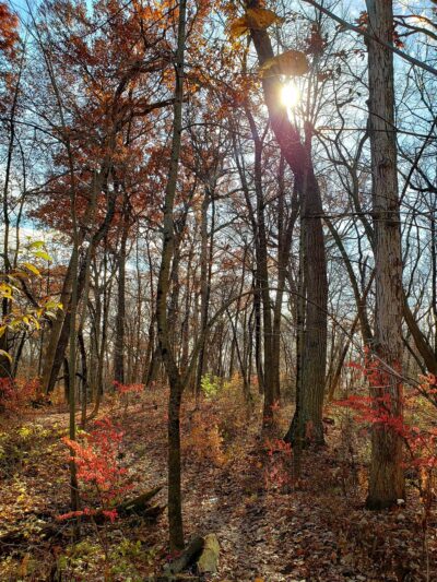 Jay Woods Forest Preserve - Plano, IL