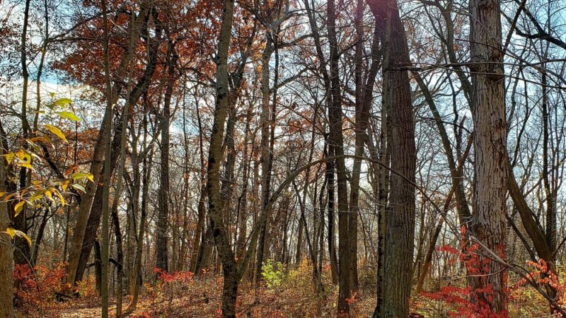 Jay Woods Forest Preserve - Plano, IL