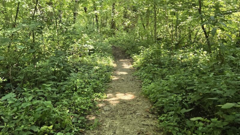 Jay Woods Forest Preserve - Plano, IL
