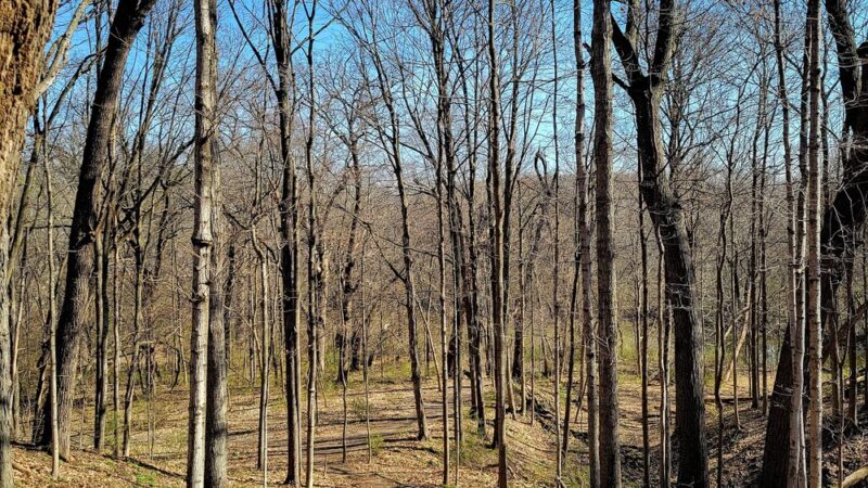 Little Rock Creek Forest Preserve - Plano, IL