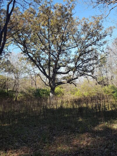 Little Rock Creek Forest Preserve - Plano, IL