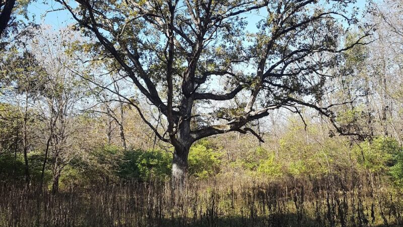 Little Rock Creek Forest Preserve - Plano, IL
