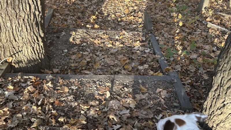 Little Rock Creek Forest Preserve - Plano, IL