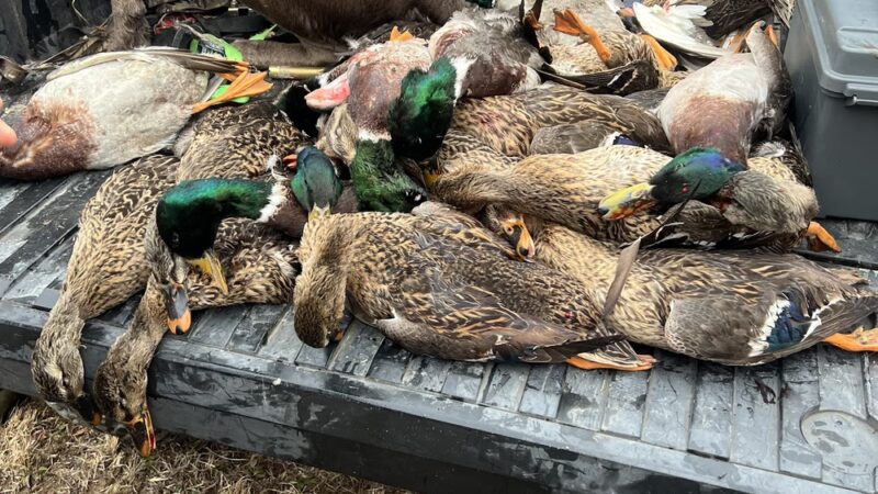 Central Alabama Fowl Preserve - Plantersville, AL