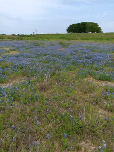 Plantersville Park - Plantersville, TX