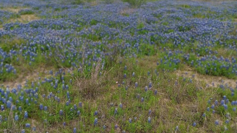 Plantersville Park - Plantersville, TX