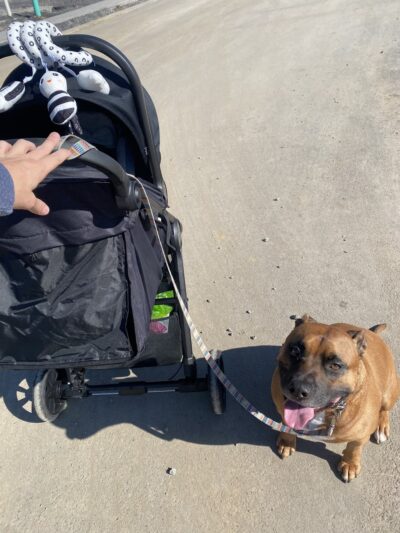 The Incredible K9 - Pleasant Gap, PA