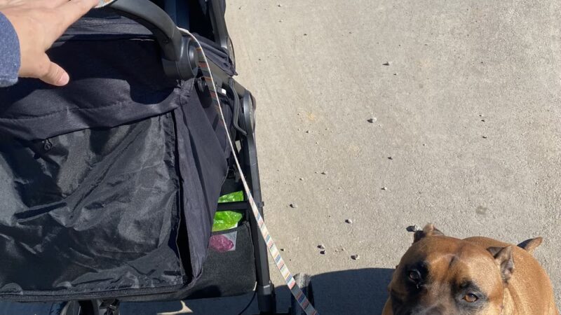 The Incredible K9 - Pleasant Gap, PA