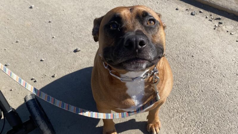 The Incredible K9 - Pleasant Gap, PA